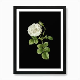 Vintage White Rose of York Botanical Illustration on Solid Black n.0381 Art Print