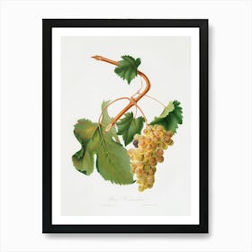 Vermentino Grapes (Vitis Ligustica Feracissima) From Pomona Italiana (1817 1839), Giorgio Gallesio 1 Art Print