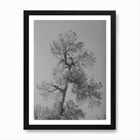 Top Of Yellow Pine Tree In Apache National Forest, Navajo County, Arizona By Russell Lee Art Print