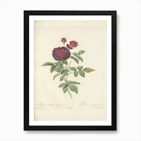 Rose Illustration, Pierre Joseph Redoute (20) Art Print