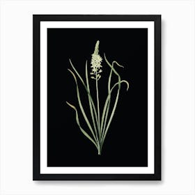 Vintage Wild Asparagus Botanical Illustration on Solid Black Art Print