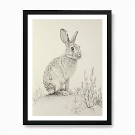 Jersey Wooly Rabbit Drawing 4 Art Print