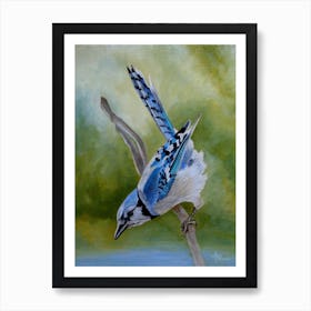 Aerialist Blue Jay Art Print