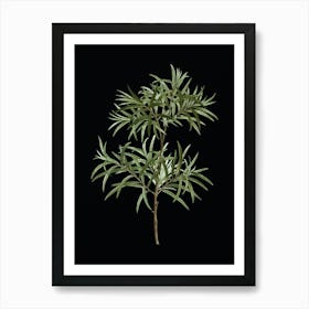 Vintage Bitter Willow Botanical Illustration on Solid Black n.0842 Art Print