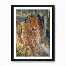 Colourful wood of an old tree in a park 2 Art Print