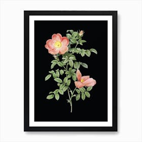 Vintage Red Sweetbriar Rose Botanical Illustration on Solid Black Art Print