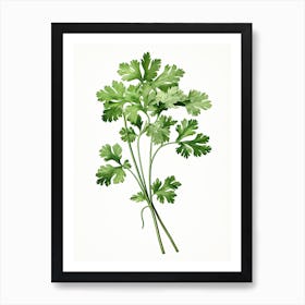 Cilantro Vintage Botanical Herbs 0 Art Print