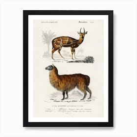 Alpaca (Vicugna Pacos) And Antilope Guib, Charles Dessalines D'Orbigny Art Print