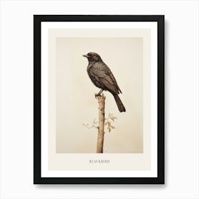 Vintage Bird Drawing Blackbird 1 Poster Art Print