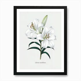 Lilium Candidum Botanical Illustration - White Lily Art Print
A refined botanical illustration of the Lilium Candidum, or white lily, showcasing its pristine white petals and elegant form. This artwork adds a sense of purity and grace to any decor.
Ideal for a bedroom, living room, or Relax space, bringing a peaceful and elegant ambiance. Art Print