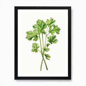 Cilantro Vintage Botanical Herbs 2 Art Print