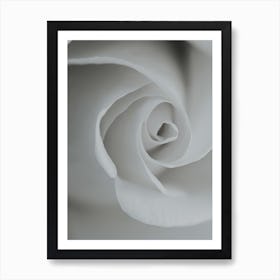 White Rose Detail Art Print