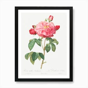 Gallic Rose, Pierre Joseph Redoute Art Print