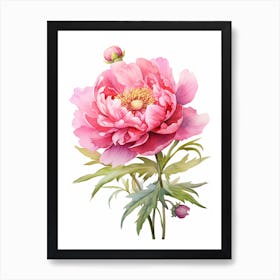 Peony Wildflower At Dawn In Watercolor (3) Poster