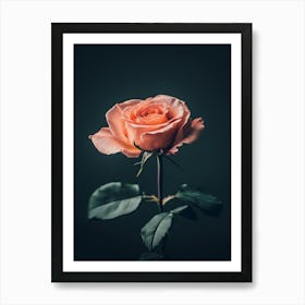 Pink Rose On Black Background 59 Art Print