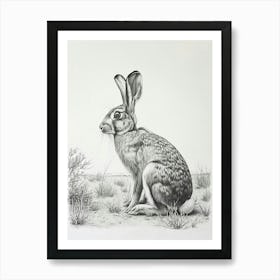 American Sable Rabbit Drawing 3 Art Print