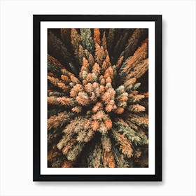 Aerial View Of Pine Trees Art Print