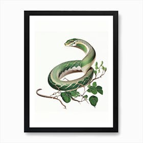 Boomslang Snake Vintage Art Print