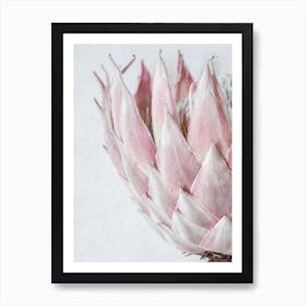 Blush Pink King Protea Art Print