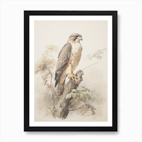Vintage Bird Drawing Falcon 1 Art Print