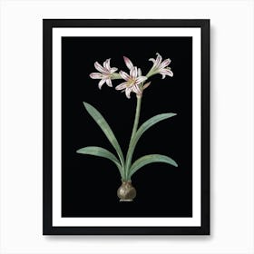 Vintage Amaryllis Botanical Illustration on Solid Black n.0833 Art Print