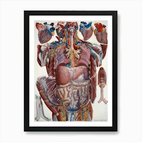 Anatomy Of The Human Body 1 Art Print