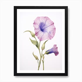 Pressed Flower Botanical Art Morning Glory 3 Art Print