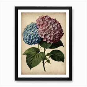 Hydrangea Art Print