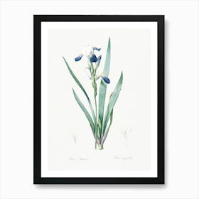 Tall Bearded Iris Illustration From Les Liliacées (1805), Pierre Joseph Redoute Art Print