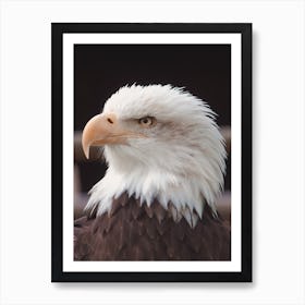 Bald Eagle Profile Art Print