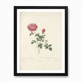 Rose Illustration, Pierre Joseph Redoute (70) Art Print