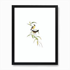 Vintage White Browed Scrubwren Bird Illustration on Pure White n.0109 Art Print