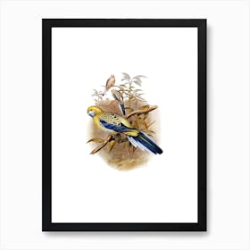 Vintage Blue Cheeked Parakeet Bird Illustration on Pure White n.0079 Art Print