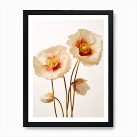 Pressed Wildflower Botanical Art Poppies 2 Art Print