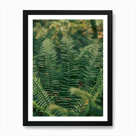 PNW Ferns Art Print