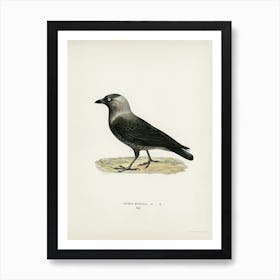 Western Jackdaw (Coloeus Monedula), The Von Wright Brothers Art Print