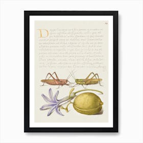 Wart Biter, Grasshopper, Hyacinth, And Almond From Mira Calligraphiae Monumenta, Joris Hoefnagel Art Print