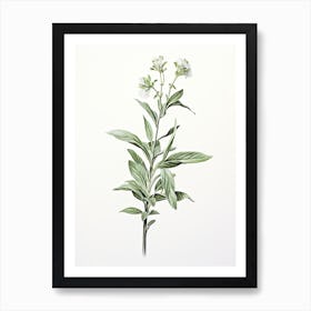 Stevia Vintage Botanical Herbs 3 Art Print