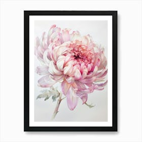 Pink Chrysanthemum Art Print