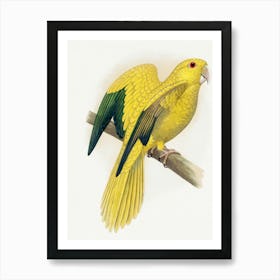 Yellow Cockatoo Art Print