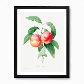 Peaches On A Branch, Pierre Joseph Redouté Art Print