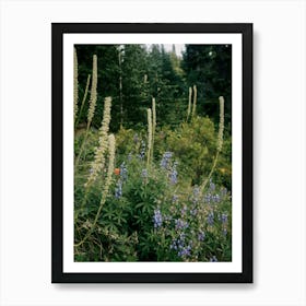 PNW Wildflowers Art Print