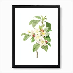 Vintage Apple Blossom Botanical Illustration on Pure White n.0905 Art Print