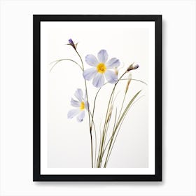Pressed Wildflower Botanical Art Blue Eyed Grass 2 Art Print