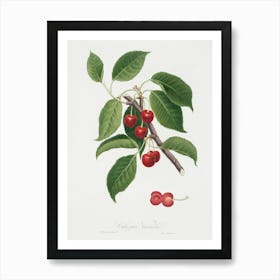 Sour Cherry (Cerasus Cordiformis Duracina) From Pomona Italiana (1817 1839), Giorgio Gallesio Art Print