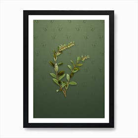 Vintage Andromeda Marginata Bloom Botanical on Lunar Green Pattern Art Print
