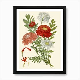 Chrysanthemums 7 Art Print