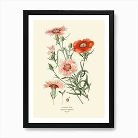 Carnations 1 Art Print