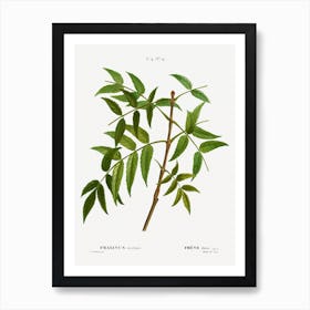 European Ash, Pierre Joseph Redoute Art Print