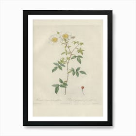 Rose Illustration, Pierre Joseph Redoute, Pierre Joseph Redoute(148) Art Print